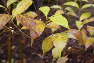 Callicarpa japonica 'Leucocarpa'