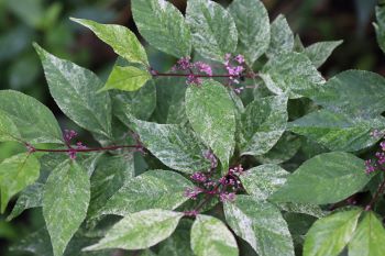 Callicarpa japonica 'Snowstorm'