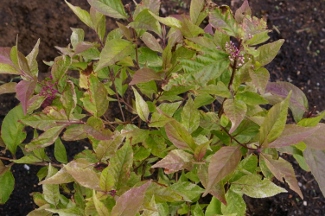 Callicarpa japonica 'Snowstorm'
