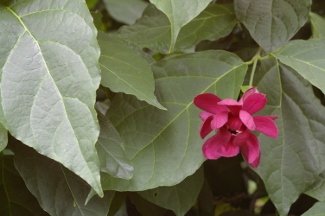 Calycanthus 'Hartlage Wine'