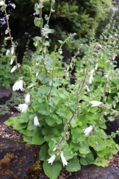 Campanula alliariifolia