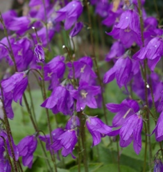 Campanula collina