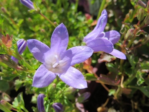 Campanula portenschlagiana