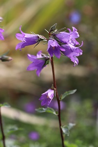 Campanula raddeana