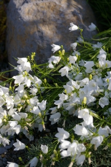 Campanula rotundifolia 'White Gem'