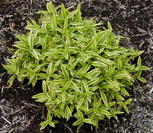 Carex ciliatomarginata 'Shima-nishiki' ('Island Brocade')