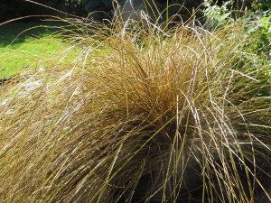 Carex comans 'Bronze'