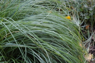 Carex flacca 'Blue Zinger'