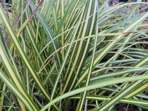 Carex oshimensis 'Evergold'