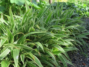 Carex siderostica 'Variegata'