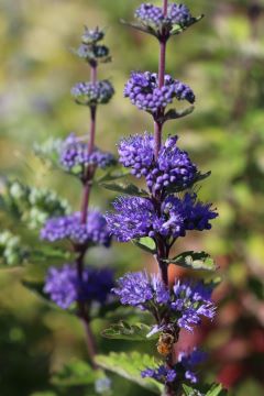 Caryopteris incana