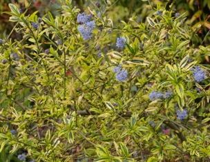 Ceanothus thyrsiflorus 'Born Again'