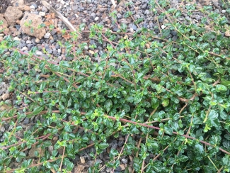 Ceanothus 'Centennial'