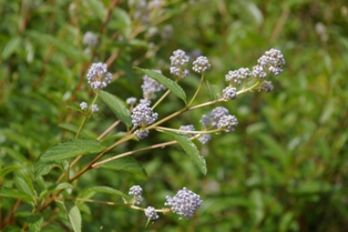 Ceanothus 'Gloire de Versailles'