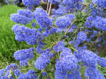 Ceanothus 'Italian Skies'