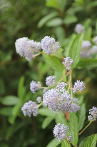 Ceanothus 'Joyce Coulter'