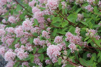 Ceanothus 'Marie Simon'