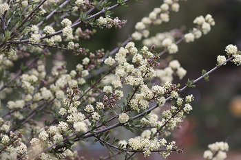 Ceanothus cuneatus ssp. cuneatus 'Adair Village'