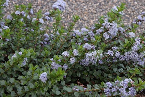 Ceanothus gloriosus var. gloriosus ('Point Reyes')