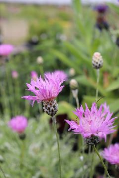 Centaurea bella