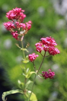 Centranthus ruber 'Coccineus'