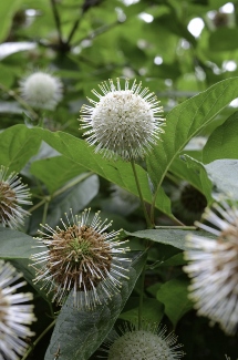 Cephalanthus occidentalis