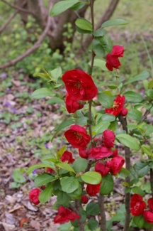 Chaenomeles 'Dragon's Blood'