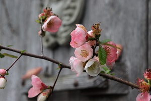 Chaenomeles speciosa 'Toyo Nishiki'