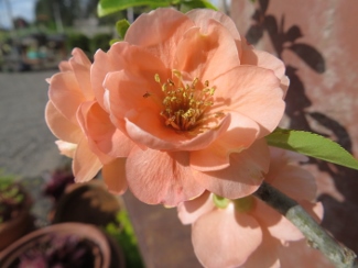 Chaenomeles x superba 'Cameo'