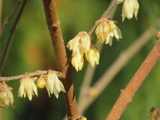 Chimonanthus praecox