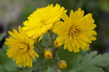 Chrysanthemum 'Anthem'