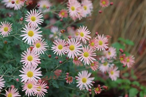 Chrysanthemum 'Hillside Sheffield Pink'