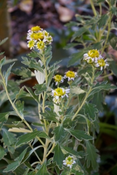 Chrysanthemum pacificum f. radiatum