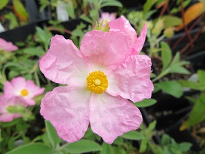 Cistus 'Anne Palmer'