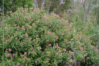 Cistus 'Victor Reiter'