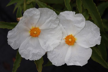 Cistus aguilarii