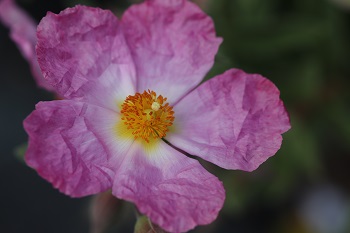 Cistus bornetianus 'Jester'