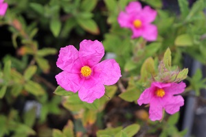 Cistus crispus