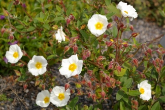 Cistus dubius