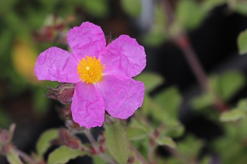 Cistus incanus 'Lasca Select'