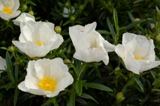 Cistus ladanifer 'Bashful'