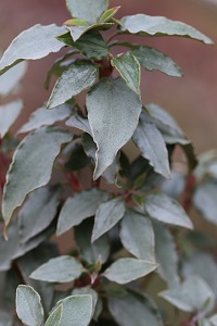 Cistus ledon