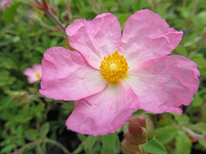 Cistus lenis 'Grayswood Pink'