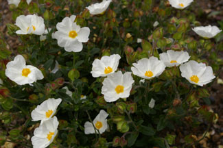 Cistus obtusifolius