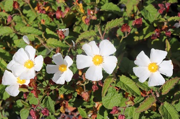 Cistus populifolius