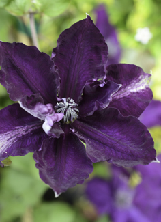 Clematis AMETHYST BEAUTY (Evipo043)