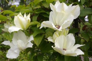 Clematis 'Bambino'