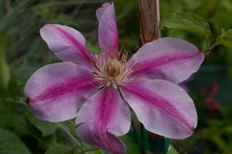 Clematis 'Bees' Jubilee'