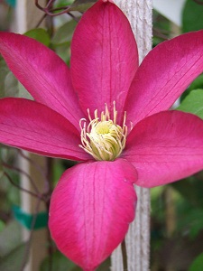 Clematis BOURBON