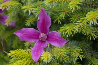 Clematis 'Cat's Eye'